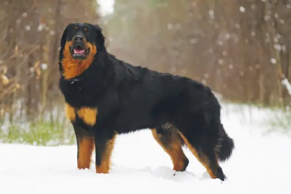 Mongolijos mastifo šuo sniege