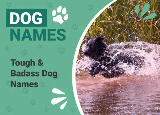 100+ שמות כלבים קשוחים ורעים: אפשרויות פופולריות עבור המגן שלך