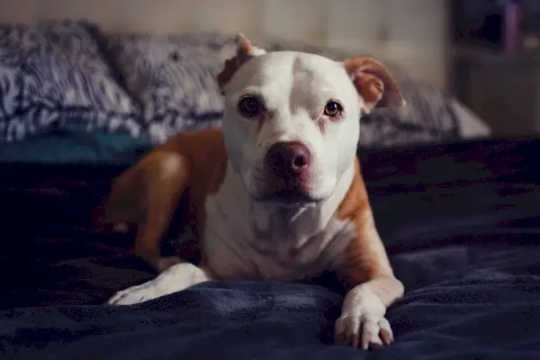 pitbull întins pe pat