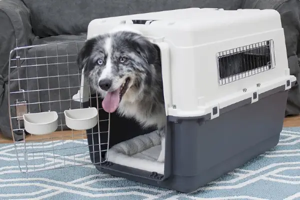 câine într-o ladă