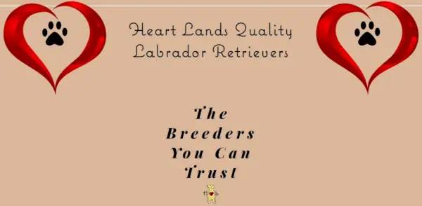 Labrador Retrievers de qualité Heartlands