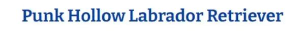 Punk Hollow Labrador Retriever
