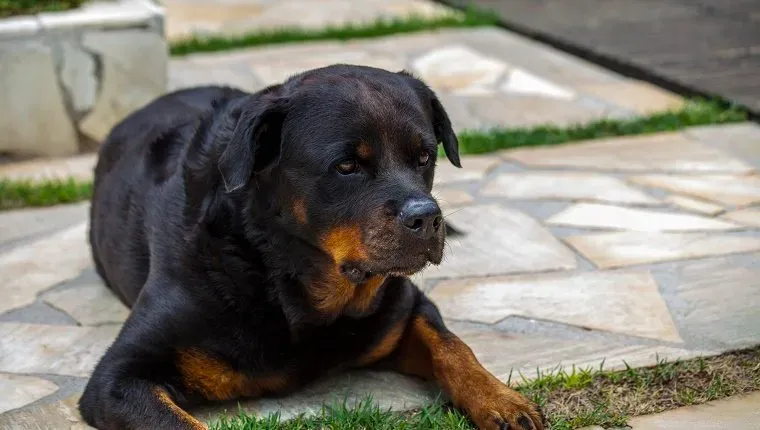 Rottweiler' title=