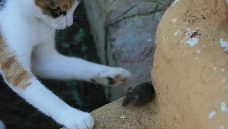 kissa ja hiiri' title=