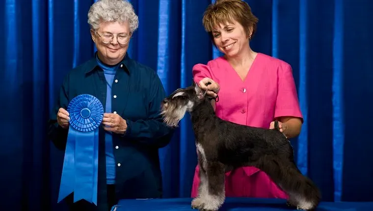 Omistajatuomari ja koira ykkösnauhalla' title=