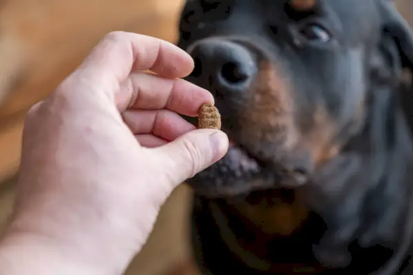 ロットワイラーがおやつを与える