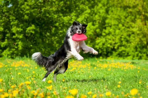 Самец бордер-колли играет