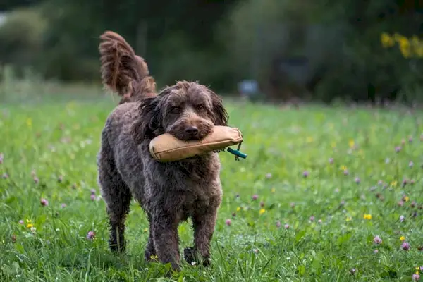 Maniquí d'entrenament per a recuperar el gos Labradoodle marró xocolata