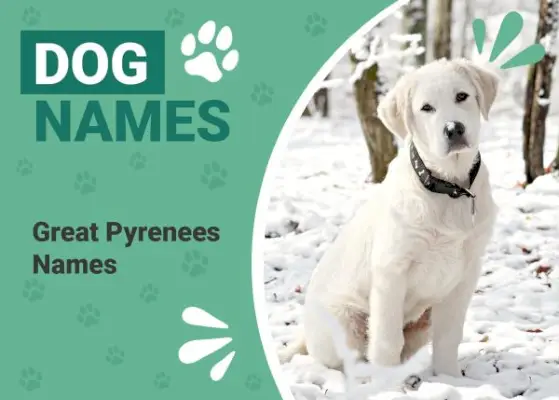 Daugiau nei 250 populiarių ir unikalių Didžiųjų Pirėnų vardų