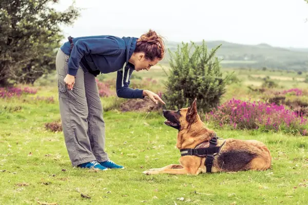 אישה מלמדת רועה גרמני להחזיק כפות על הרצפה