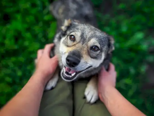 De ce sar câinii peste tine? 3 motive și cum să o oprești