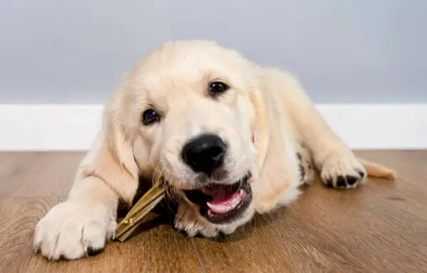 hím golden retriever kiskutya eszik egy csont csemegét