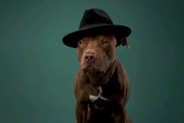 amerikkalainen pitbullterrieri koira hatussa