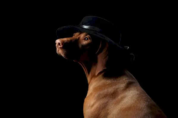 Vizsla koira hatussa