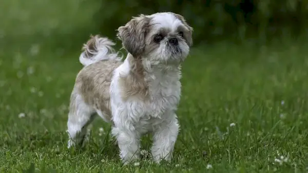 shih tzu ansikte