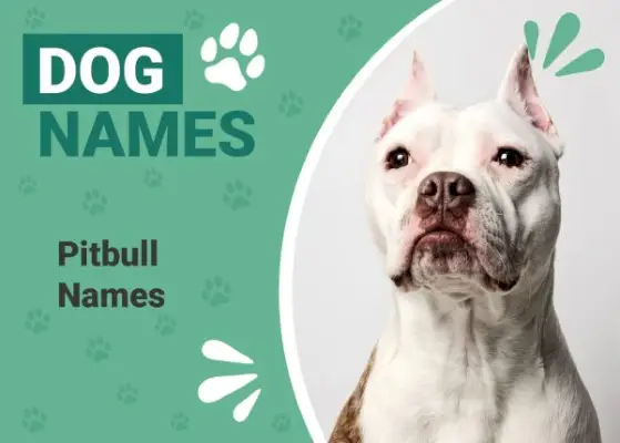 Nume minunate de Pitbull