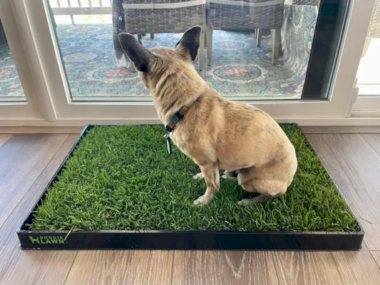 DoggieLawn Dog Grass Pad - papiro sentado en la almohadilla