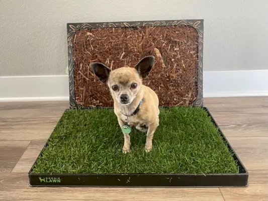 DoggieLawn Dog Grass Pad - papiro en la almohadilla de césped