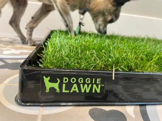 DoggieLawn Dog Grass Pad - papiro olfateando la almohadilla