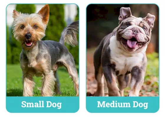 Majhen pes proti srednje velikemu psu drug ob drugem