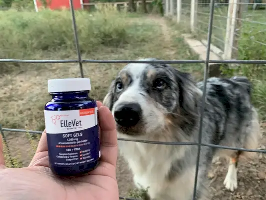개 스니핑 Ellevet 소프트 젤 CBD 제품