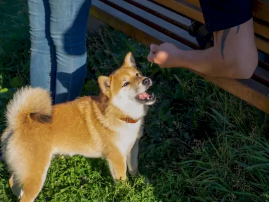 Shiba Inu leker på hundelekeplassen i parken