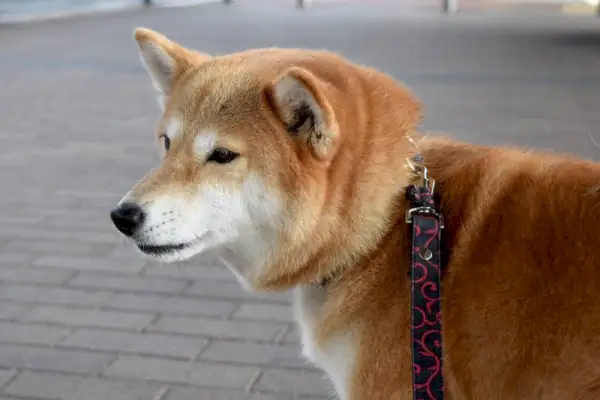 shiba inu hund i bånd ser på siden