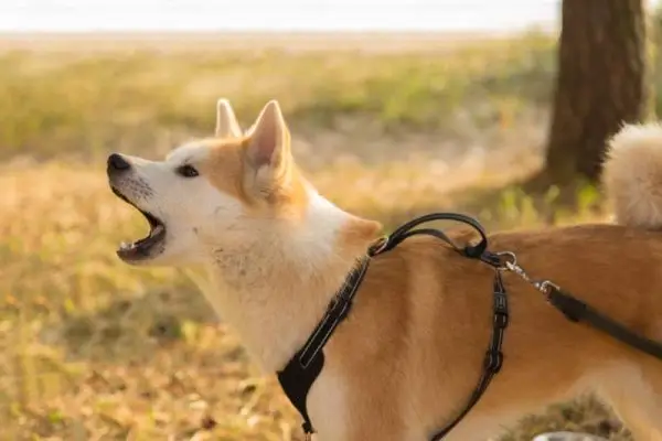 Hoeveel blaft een Shiba Inu? Vocalisaties, gezondheid en angst