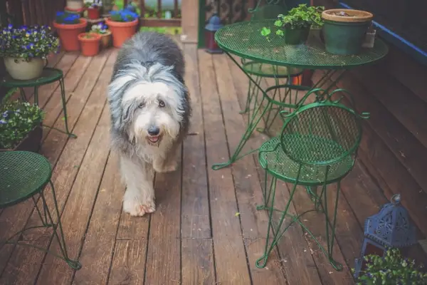 cão pastor inglês velho