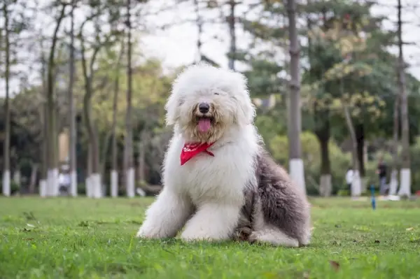 Old-English-Sheepdog_Chendongshan_shutterstock