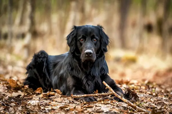 Un Golden retriever negru și un câine de rasă mixtă Newfoundland care arată alert după ce a mestecat un băț.