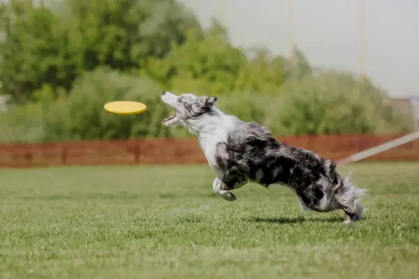 border kolie chytající frisbee