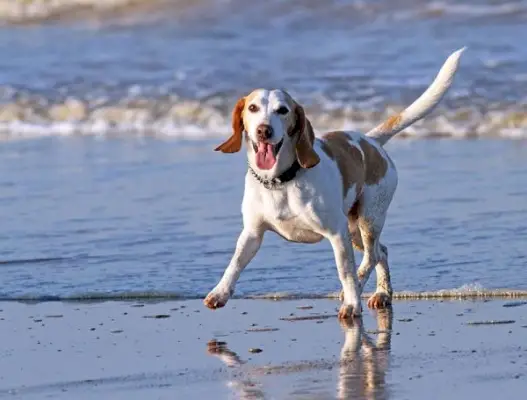 Top 7 des plages acceptant les chiens à Ventura, en Californie : endroits où aller sans laisse et en laisse