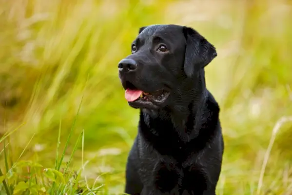 close up de cachorro labrador retriever preto