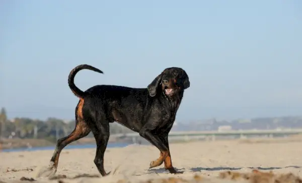 Cachorro Coonhound caminhando na praia