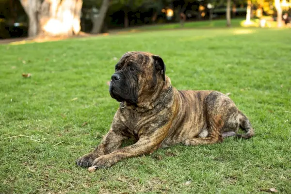 Brindle Bullmastiff suns