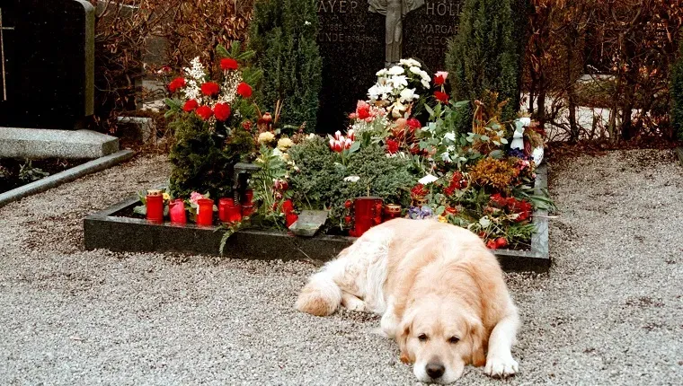 Chien Inshallah de la famille Roy Black (appelé Inscha Golden Retriever Gift du Fan Club Belgique né le 12 septembre 1984 décédé le 13 septembre 1999 a toujours vécu avec la famille Tiemann) sur la tombe du cimetière Roy Black de Bobingen près du district d'Augsbourg Straßberg Bavière Allemagne Europe Acteur animalier Chanteur (Photo de Peter Bischoff/Getty Images)' title=