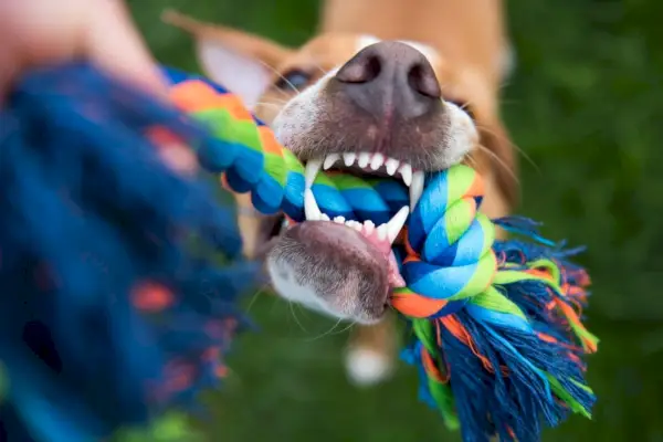 juguete-cuerda-para-limpiar-los-dientes-de-perro