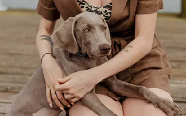 weimaraner kutya ül a tulajdonos