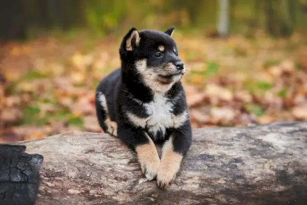 czarny podpalany szczeniak shiba inu