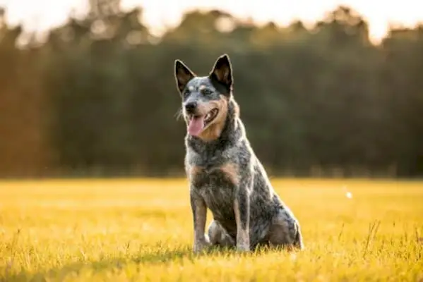Ovatko Blue Heeler Dogs todella siniset? Tosiasioiden selvittäminen