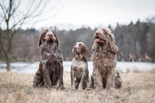 tres gossos spinone italians