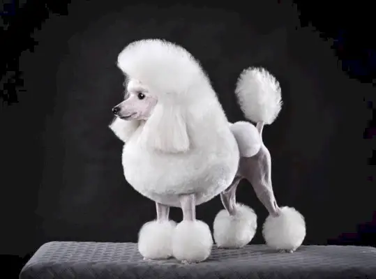 Mooie witte speelgoedpoedel in continentale clip staande op zwarte achtergrond