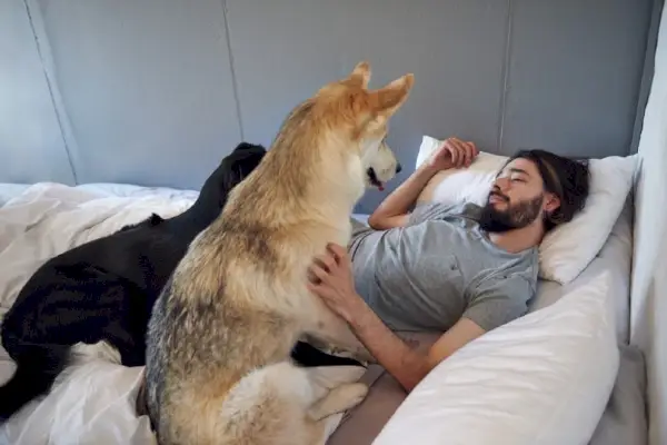 пас буљи у свог уснулог господара