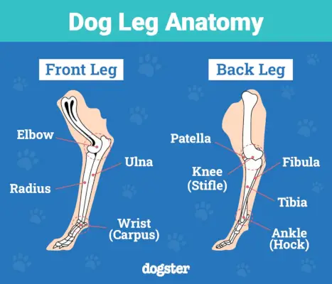 Dogster_Колко крака имат кучетата_v1-4 FINAL_19 февруари 2024 г.