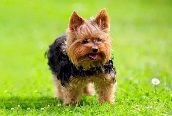 yorkshire terrier hund stående på gress