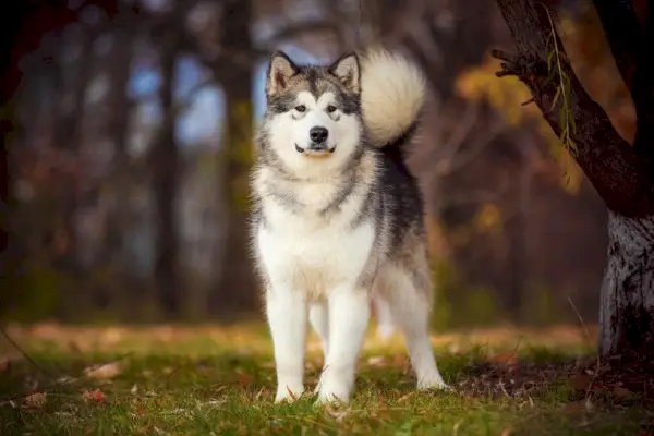 alaskan malamute i skogen