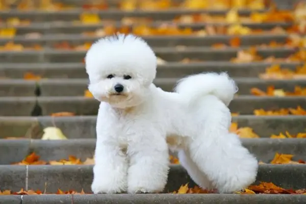 bichon frise syksyllä