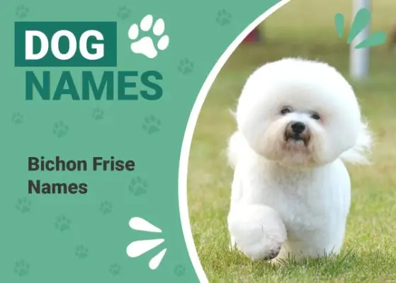 150 suosittua ja ainutlaatuista Bichon Frise -nimeä, jotka voisivat sopia karvaiselle ystävällesi