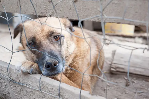 Kóbor kutya menhely ketrece